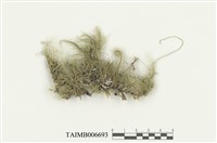 藏品(新絲苔)的圖片